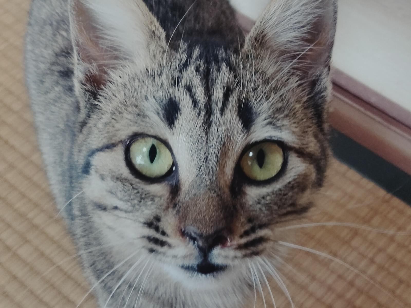 保護された猫 保護された猫
