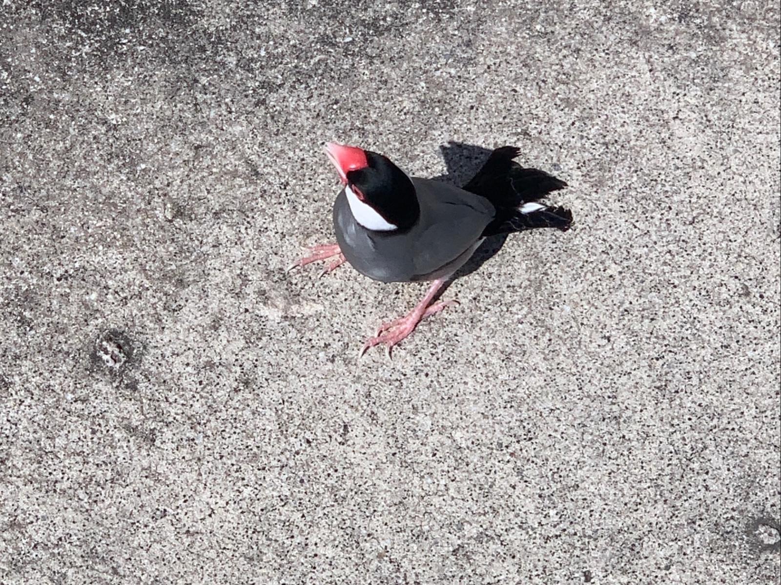 目撃された鳥 目撃された鳥