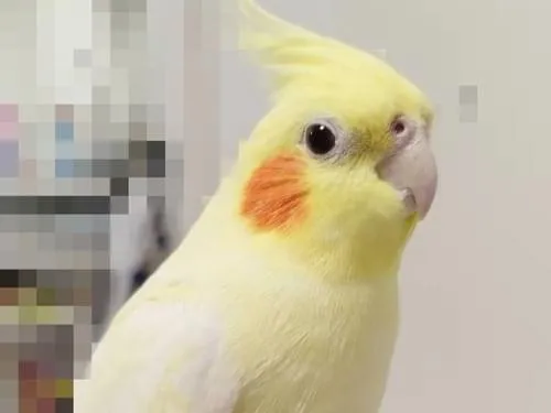 オカメインコを、探しています。