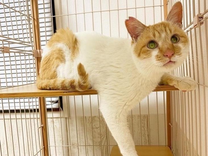 保護された猫 保護された猫