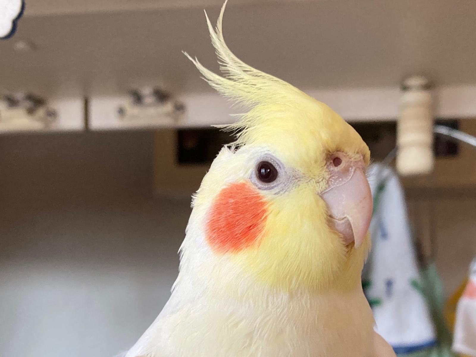 かめぴぃちゃん かめぴぃちゃん
