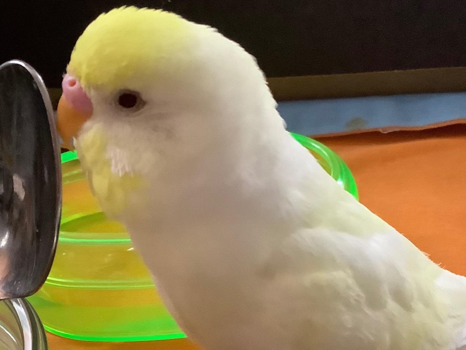 ぴーすけちゃん ぴーすけちゃん