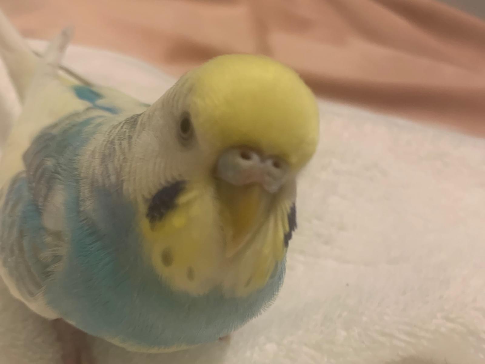 ハービーちゃん ハービーちゃん