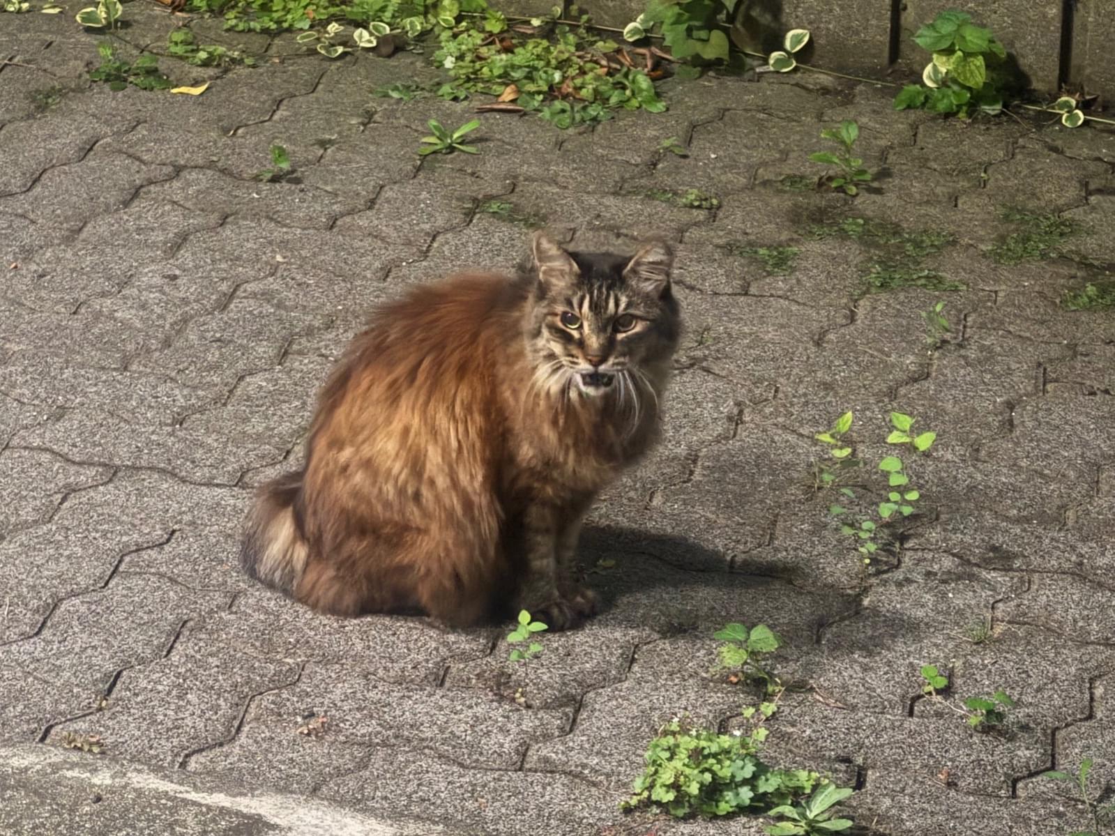 目撃された猫 目撃された猫