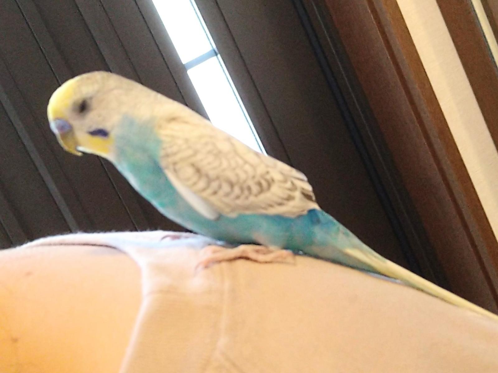 保護された鳥 保護された鳥