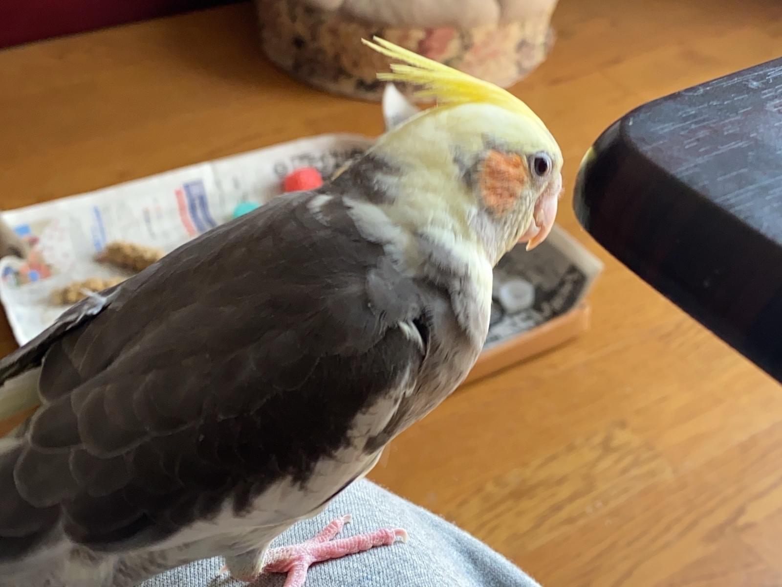テバちゃん テバちゃん