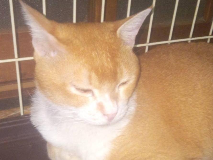 保護された猫 保護された猫