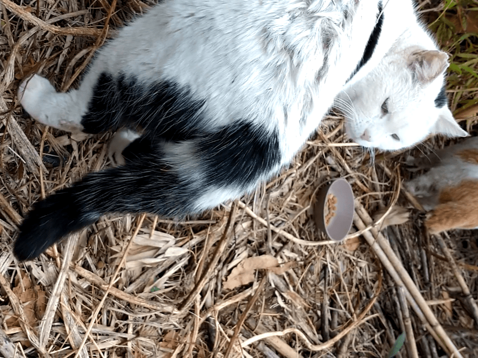 目撃された猫 目撃された猫