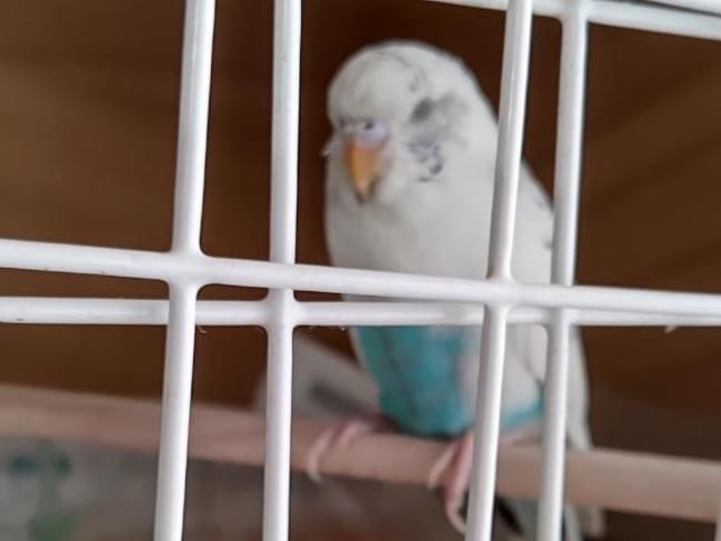 保護された鳥 保護された鳥