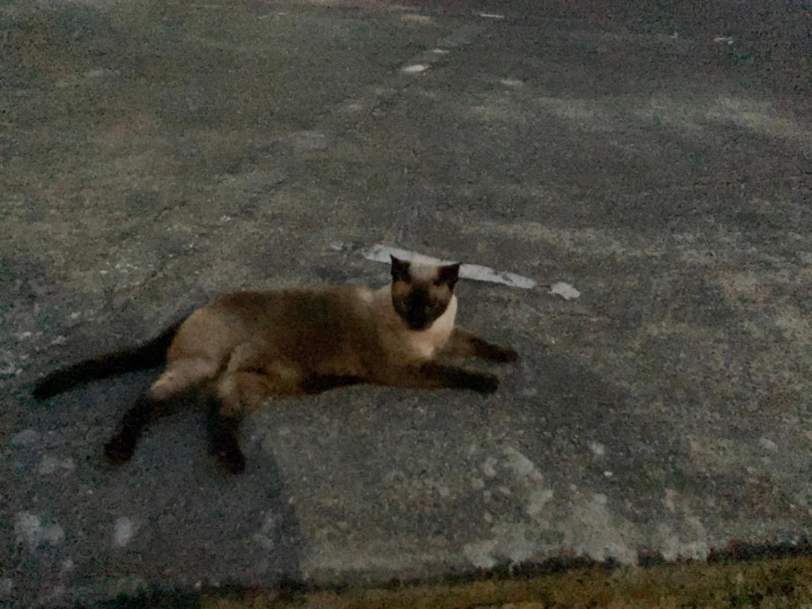 目撃された猫 目撃された猫