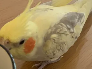 オカメインコを探しています 昭島市