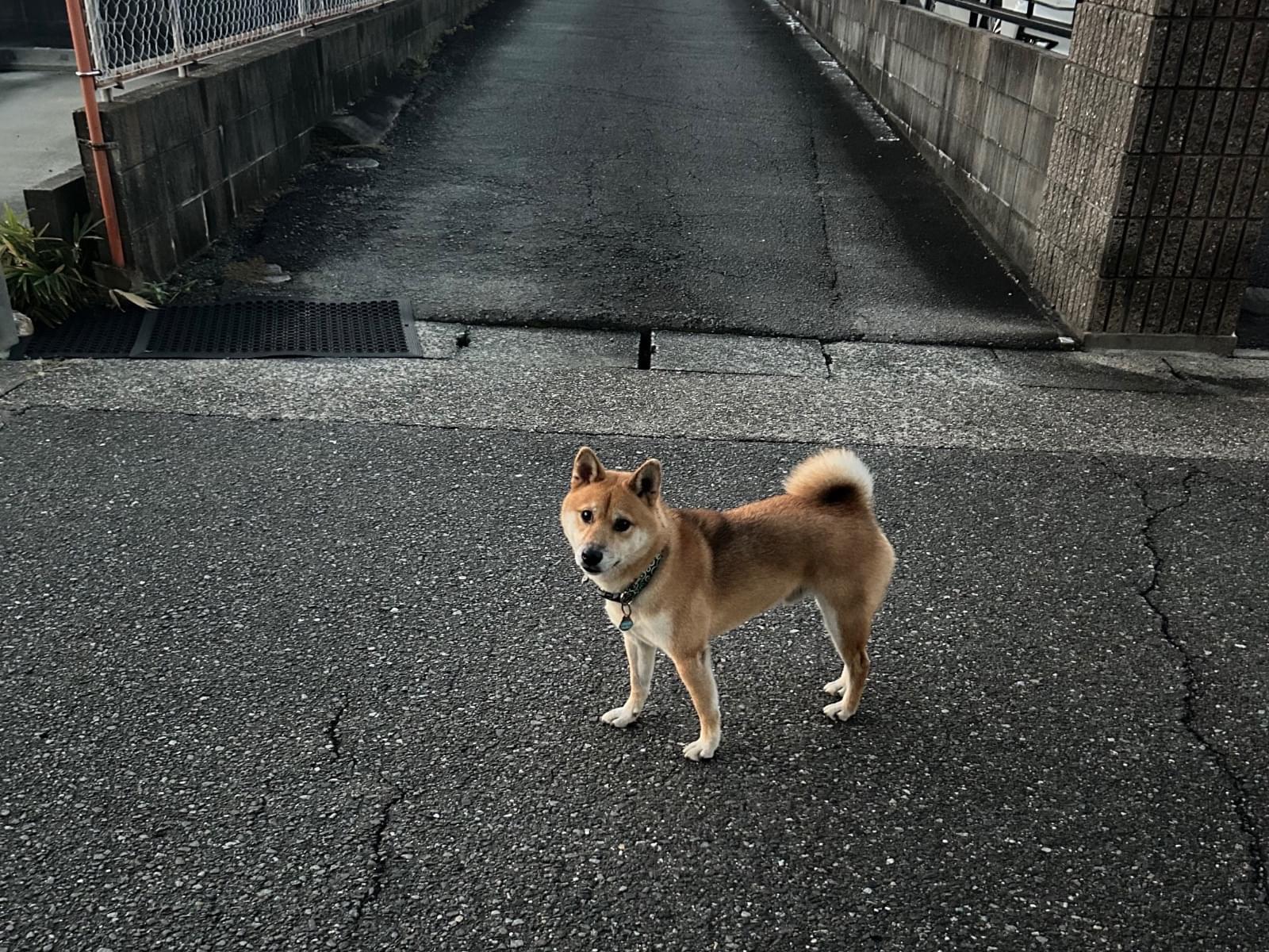 目撃された犬 目撃された犬