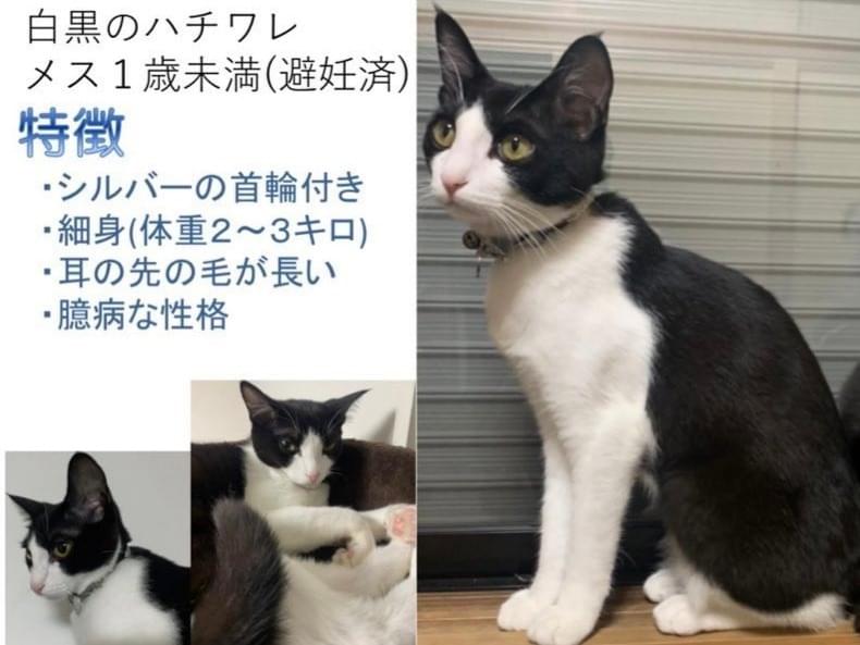 コハクちゃん コハクちゃん