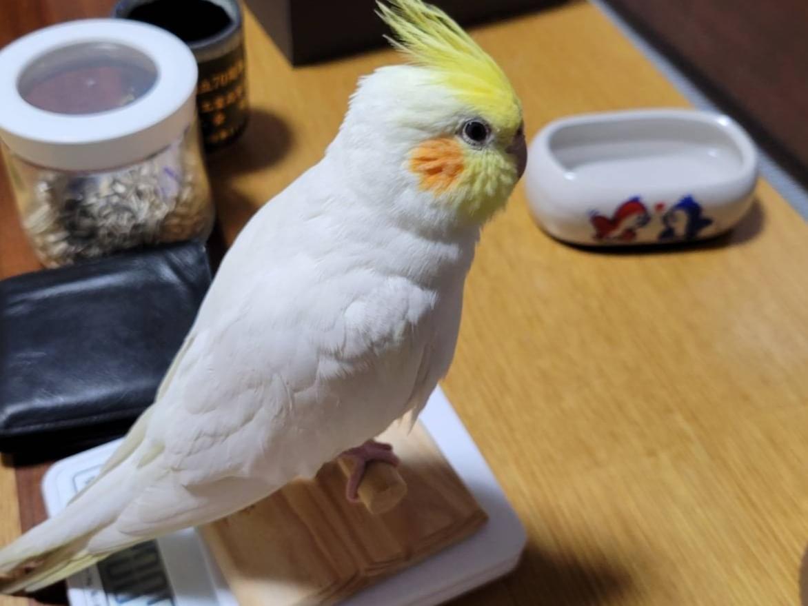 ふくちゃん ふくちゃん
