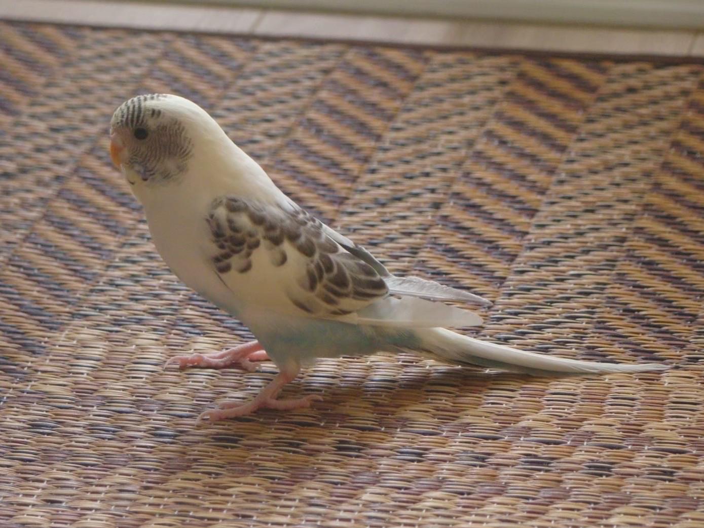 コットンちゃん コットンちゃん
