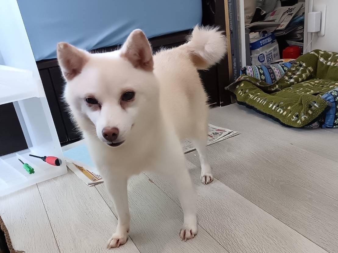 さゆりちゃん さゆりちゃん