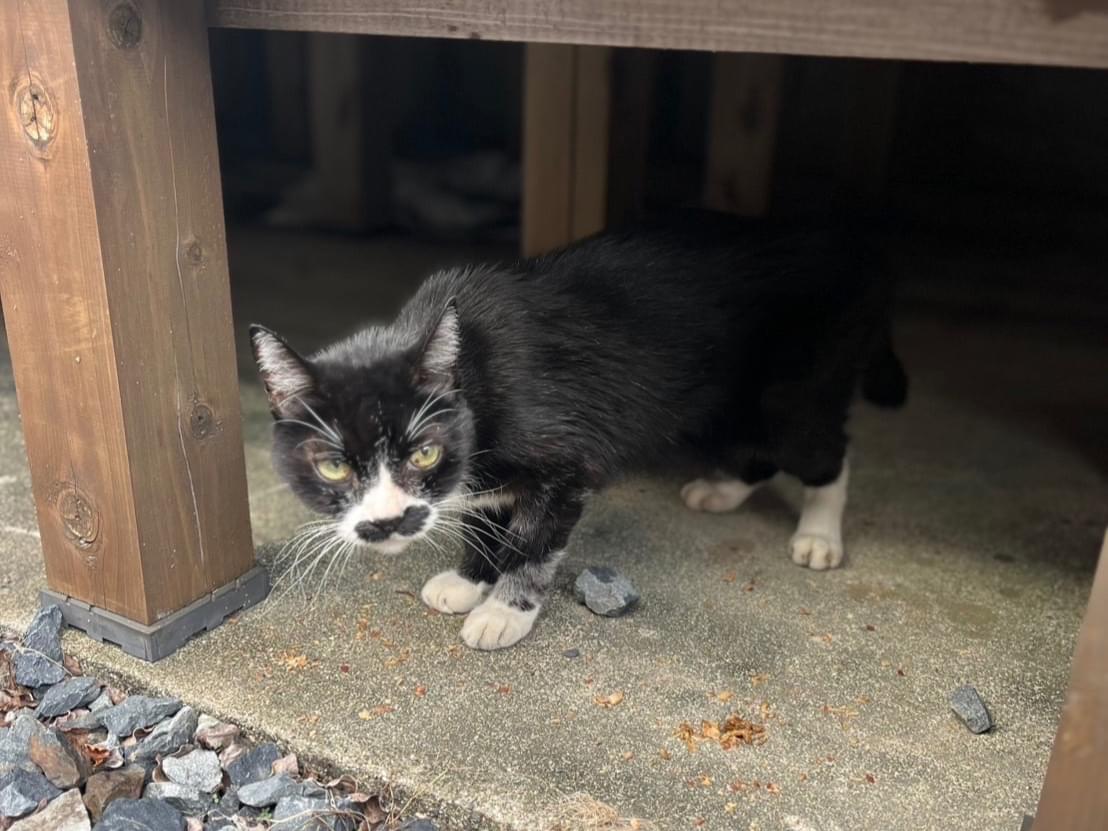 目撃された猫 目撃された猫