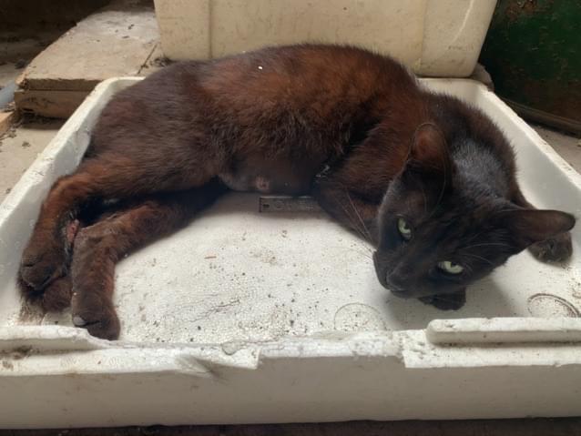 目撃された猫 目撃された猫