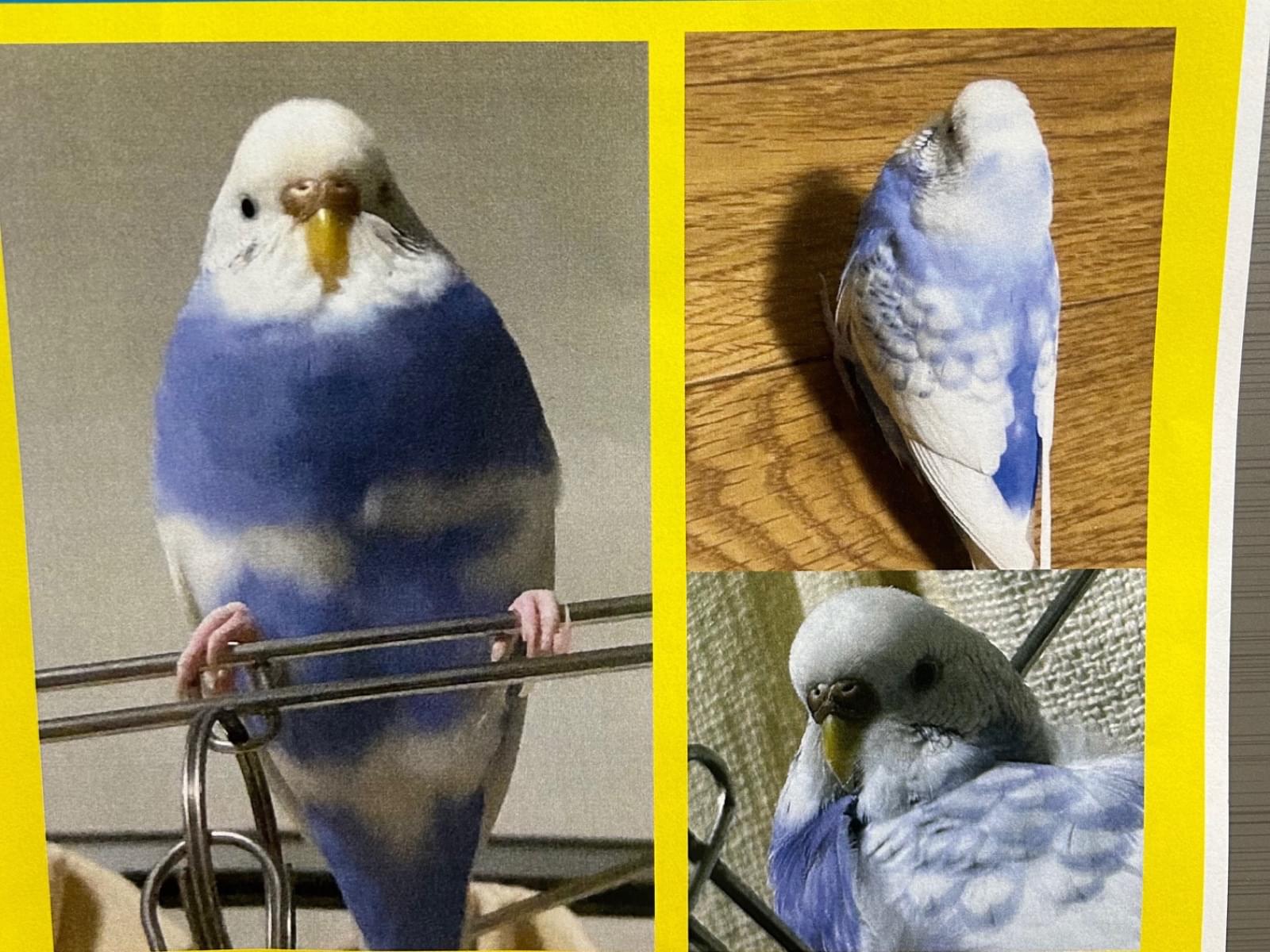 ぴーちゃん ぴーちゃん