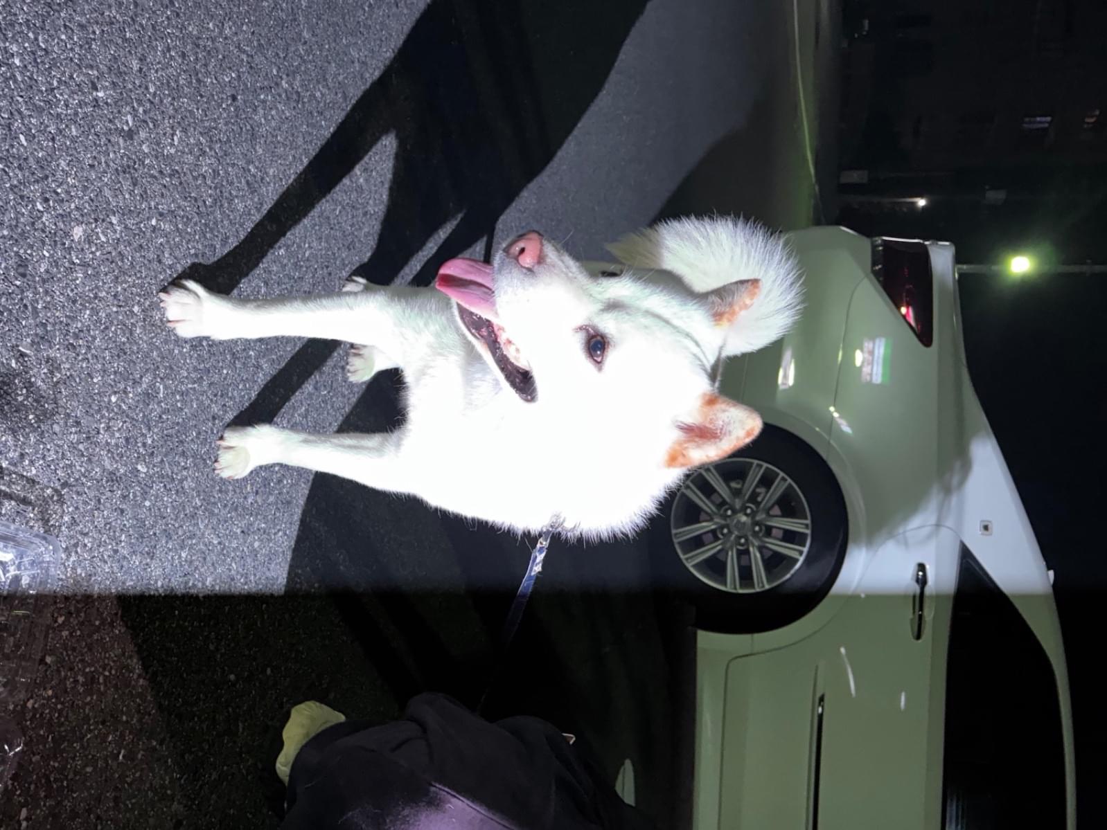 保護された犬 保護された犬