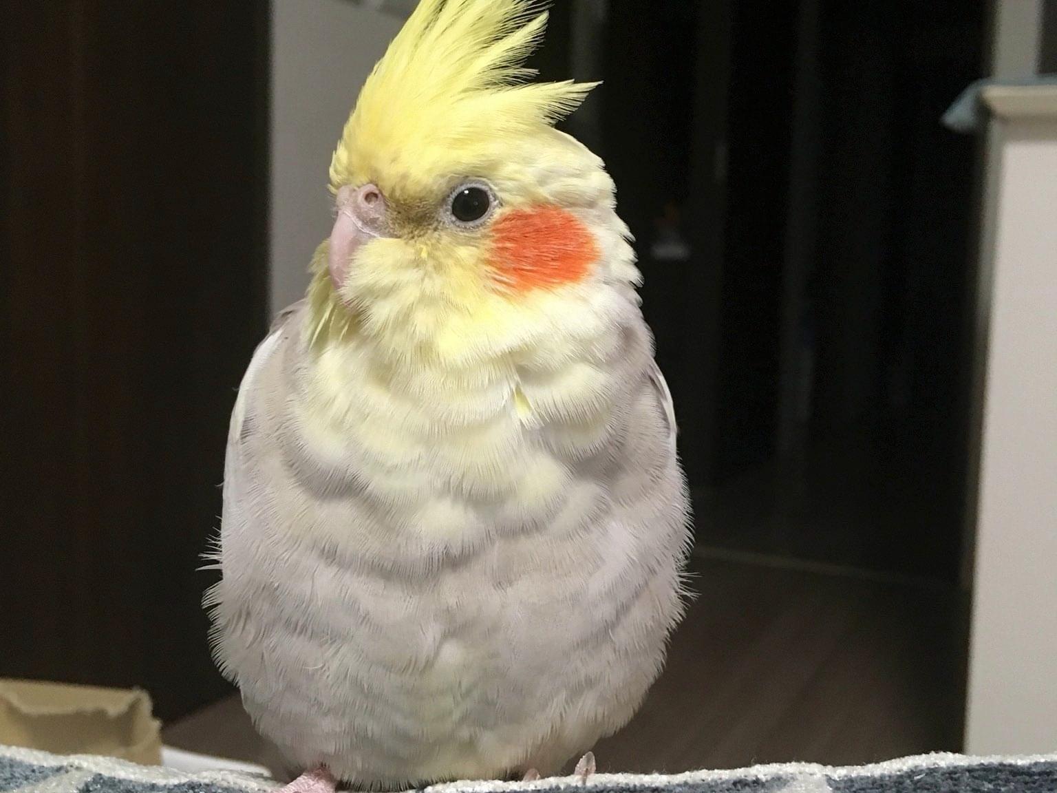 オリーブちゃん オリーブちゃん