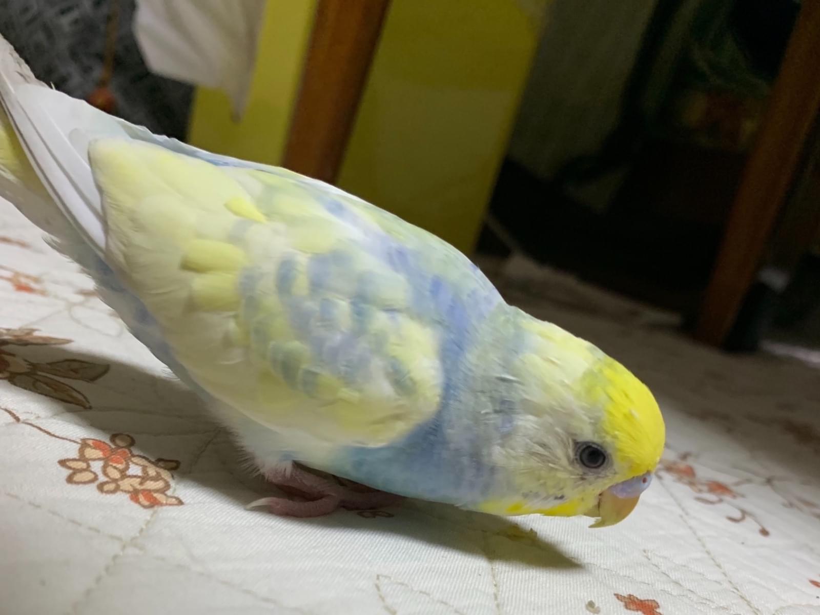 ネムちゃん ネムちゃん