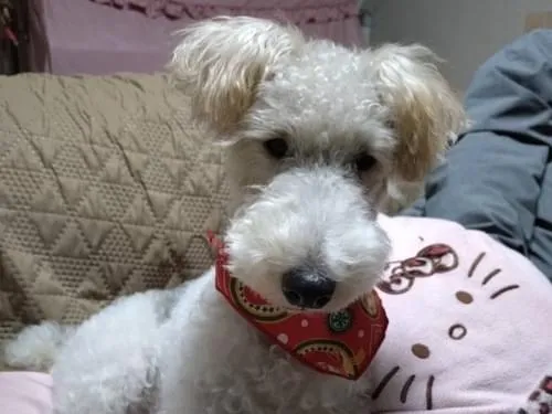 迷い犬探しています