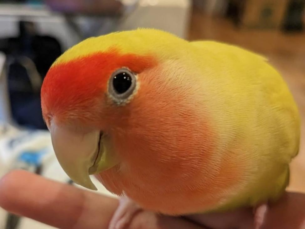 さくらちゃん さくらちゃん