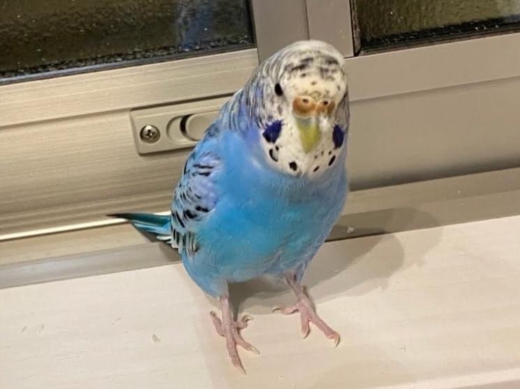 サワラちゃん サワラちゃん