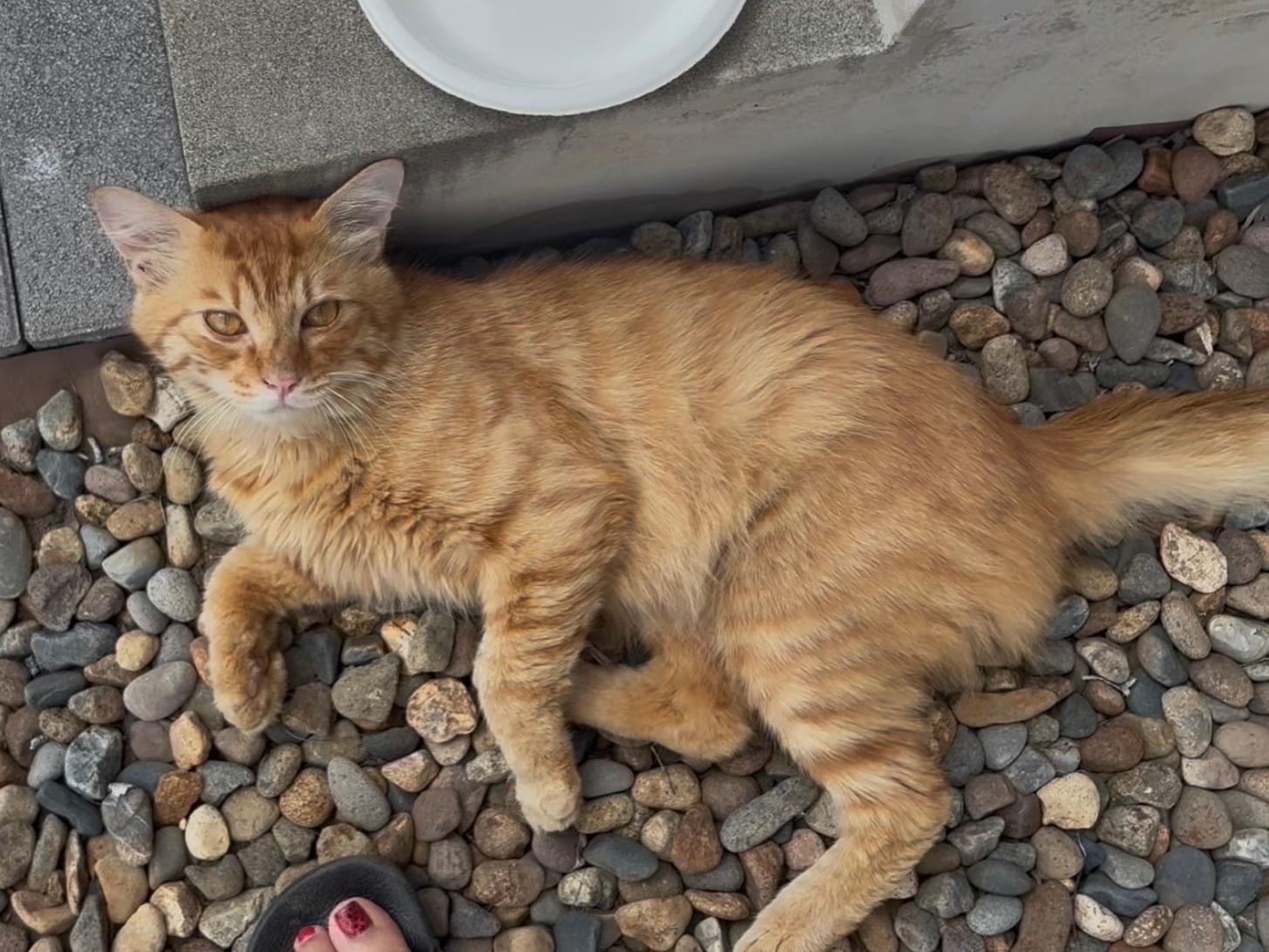目撃された猫 目撃された猫