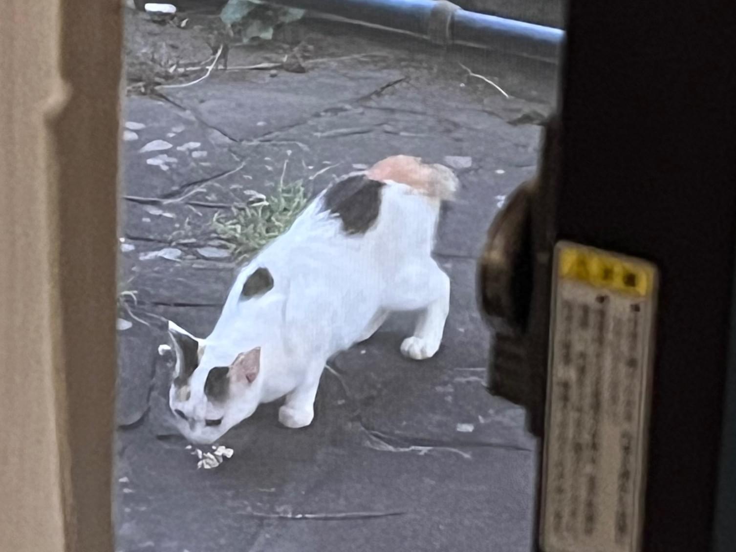 目撃された猫 目撃された猫