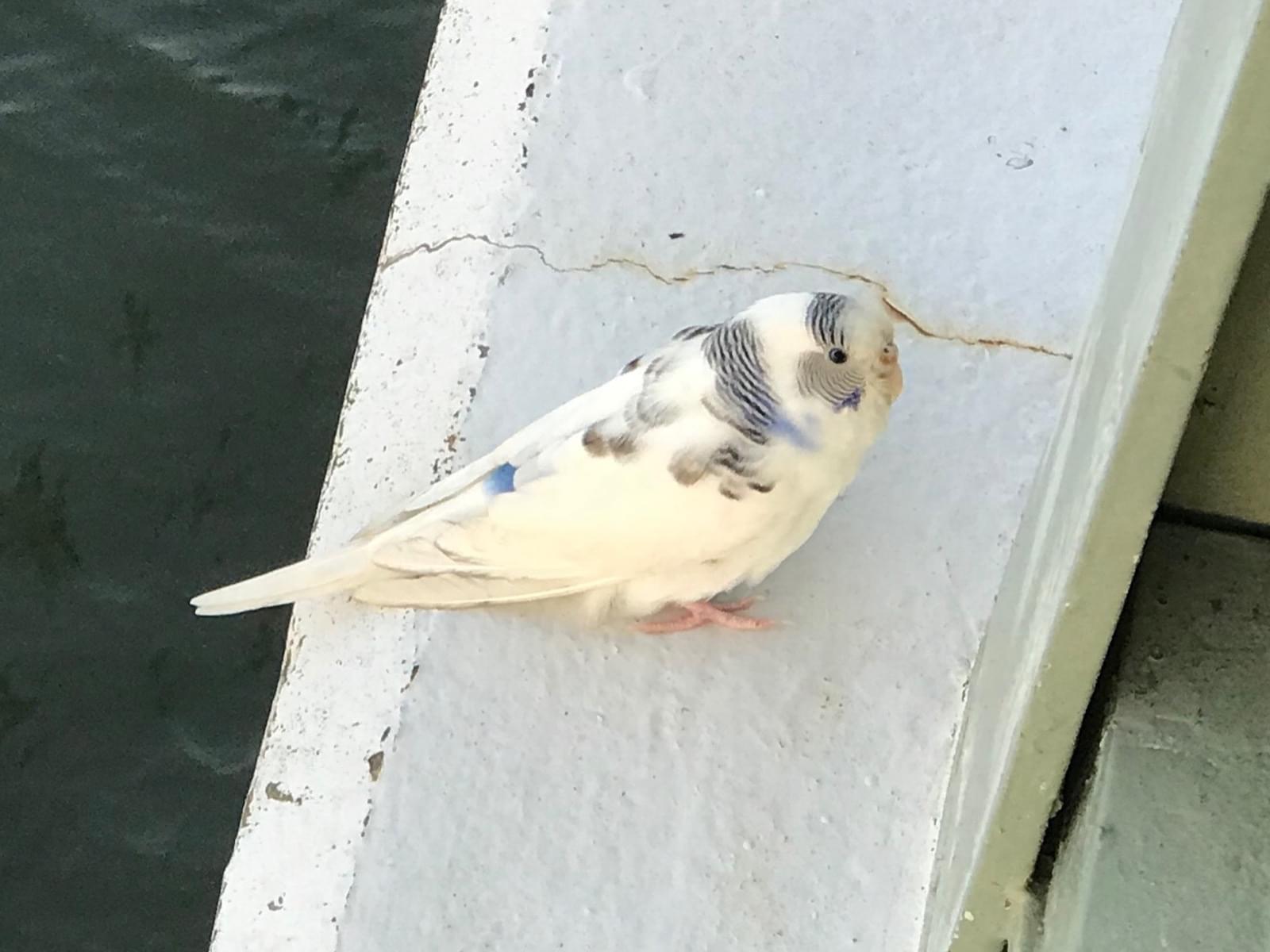 目撃された鳥 目撃された鳥