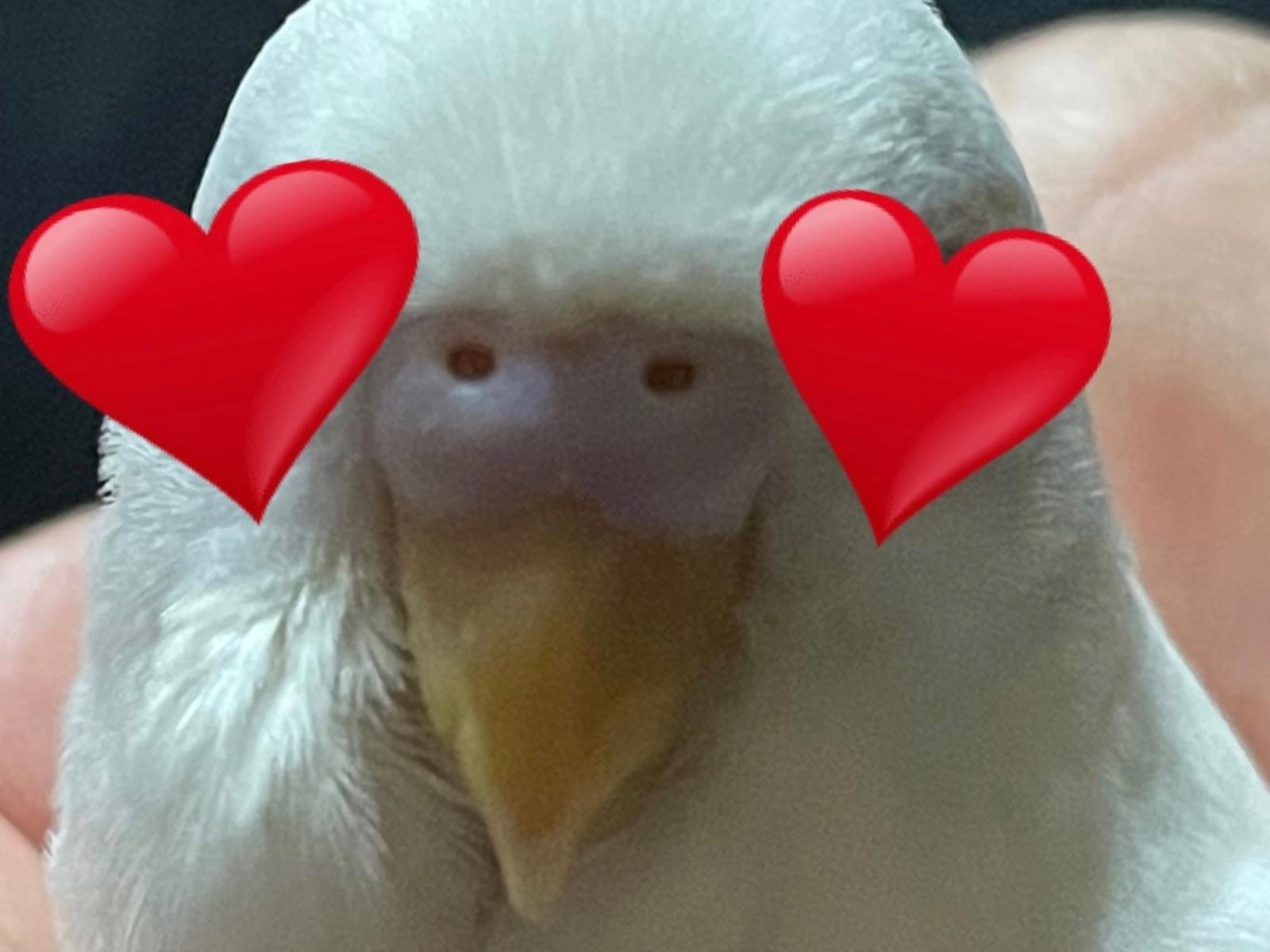 保護された鳥 保護された鳥