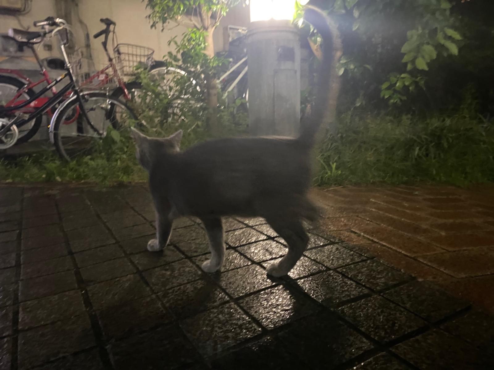 目撃された猫 目撃された猫