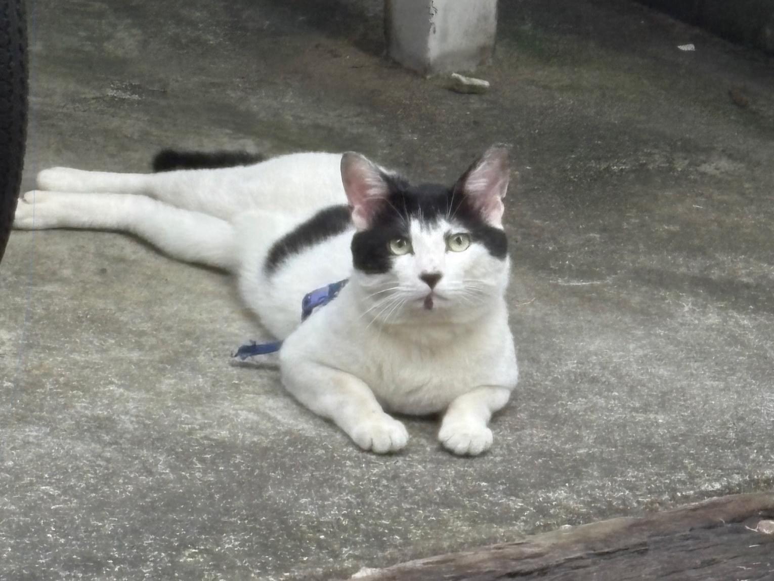 目撃された猫 目撃された猫