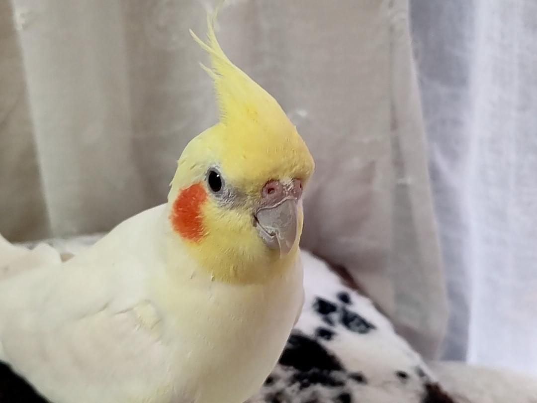 ぴーちゃん ぴーちゃん