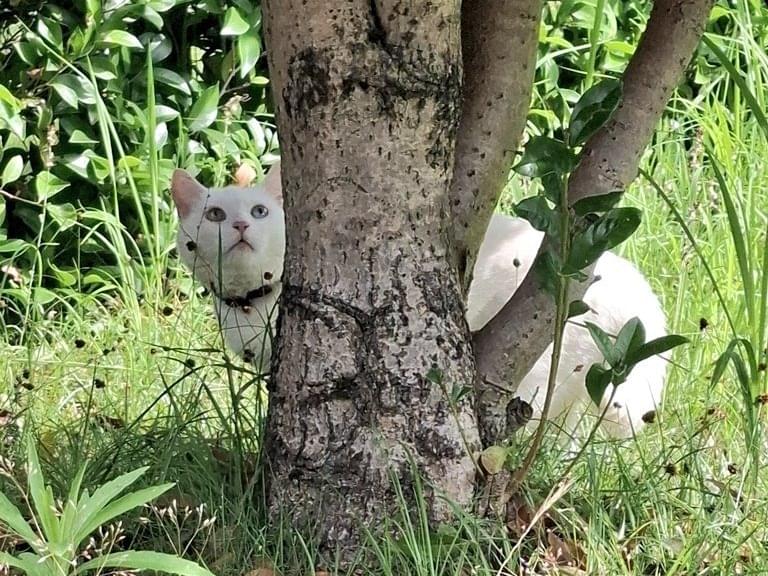 目撃された猫 目撃された猫