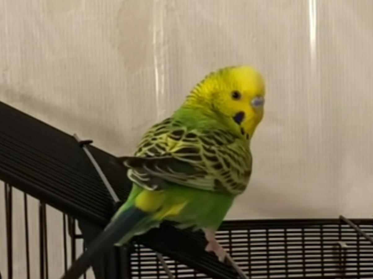リンリンちゃん