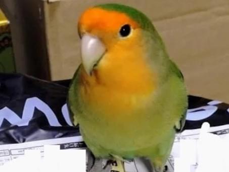 こっぺちゃん こっぺちゃん