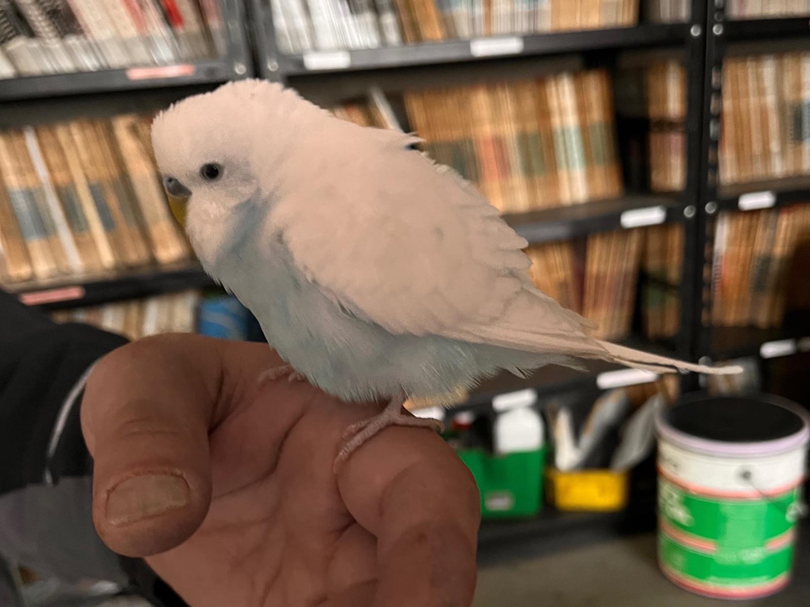 保護された鳥 保護された鳥