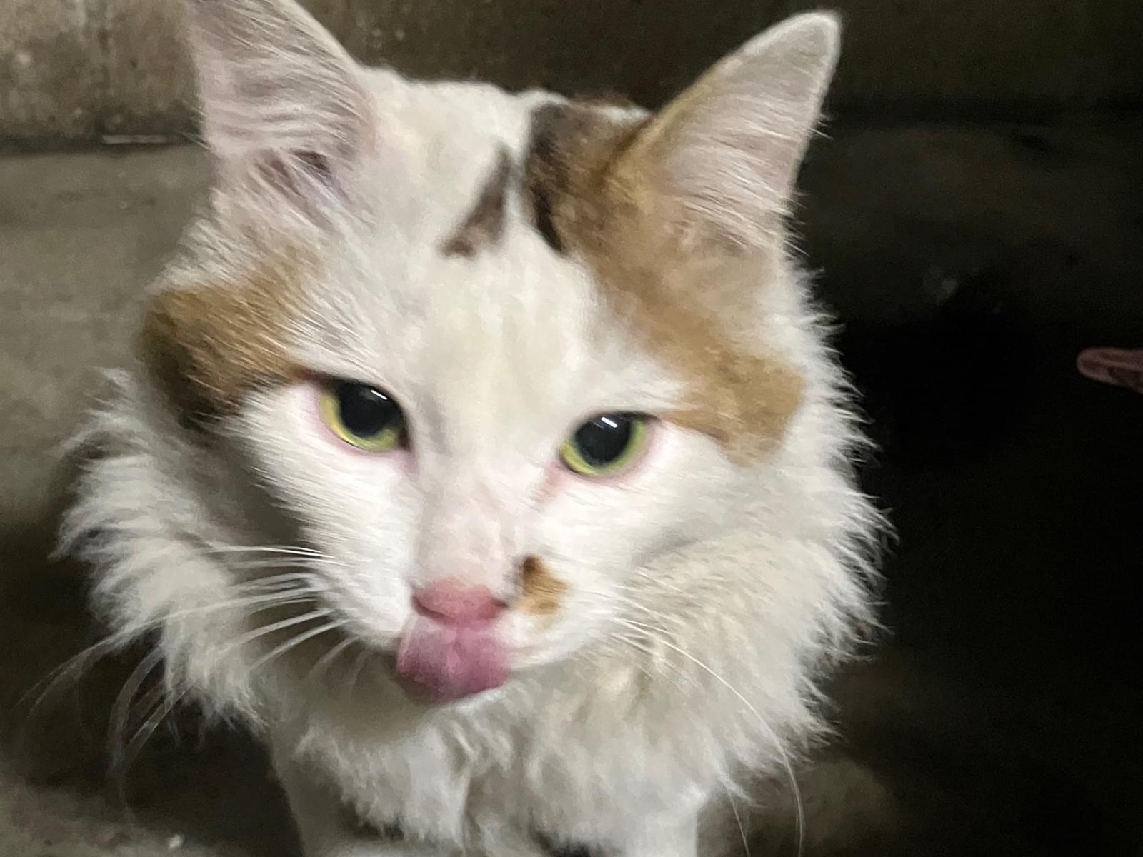 目撃された猫 目撃された猫