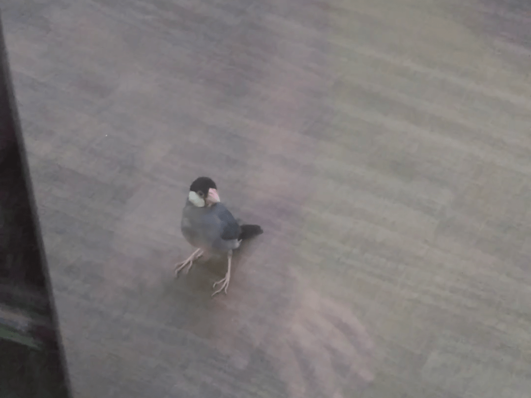 保護された鳥 保護された鳥