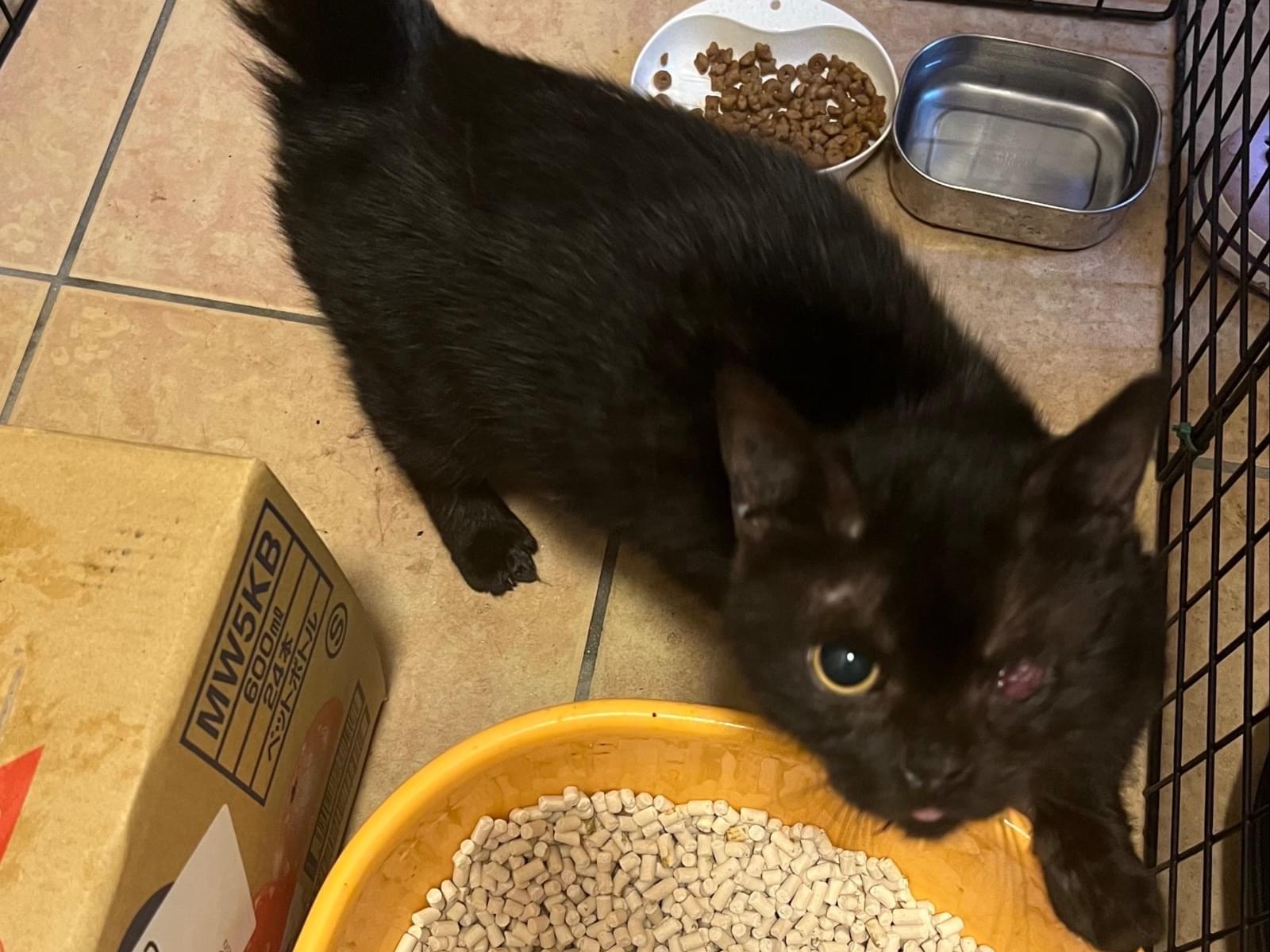 保護された猫 保護された猫