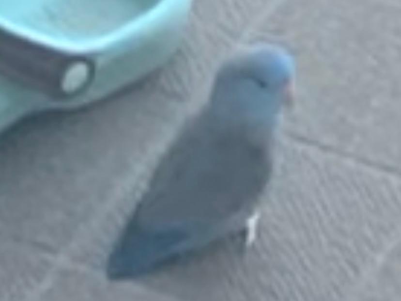 保護された鳥 保護された鳥