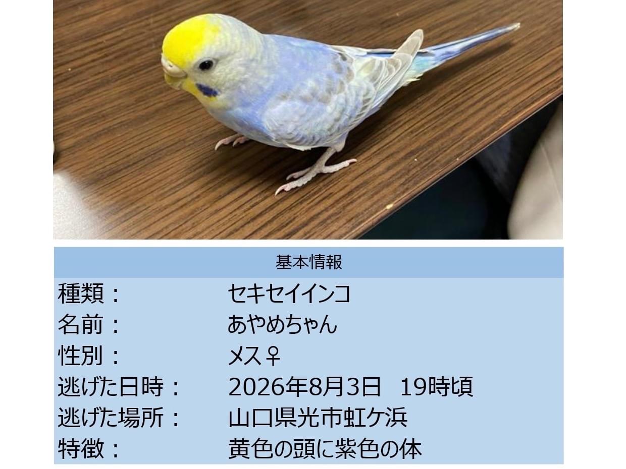 あやめちゃん