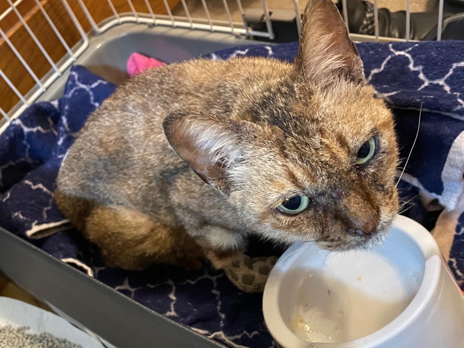 保護された猫 保護された猫