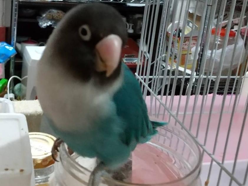 ピーちゃん ピーちゃん