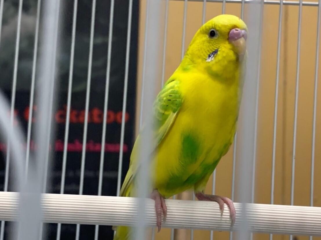 保護された鳥 保護された鳥