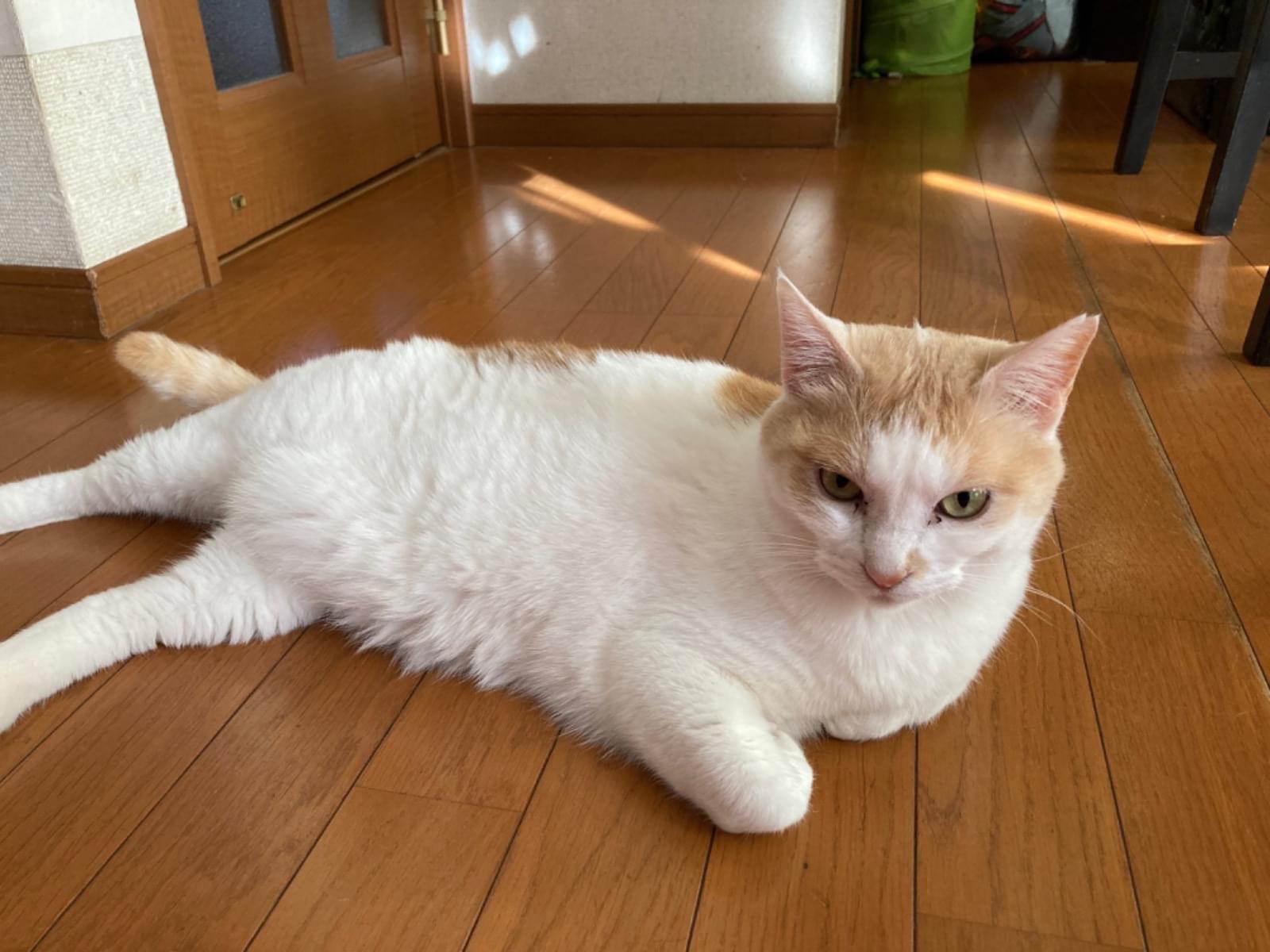モアちゃん モアちゃん
