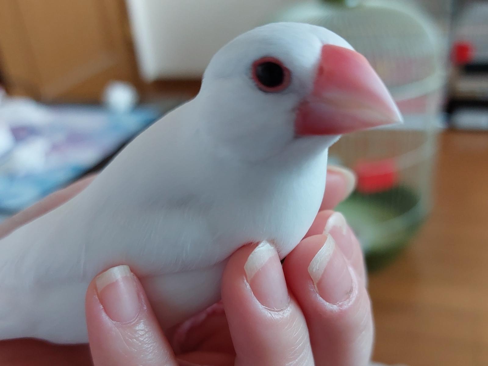 もちちゃん もちちゃん